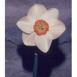 Narcissus Accolade (1956)